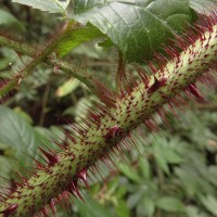 Rubus sumatranus Miq.